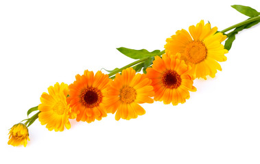 yellow calendula flowers isolated on white background