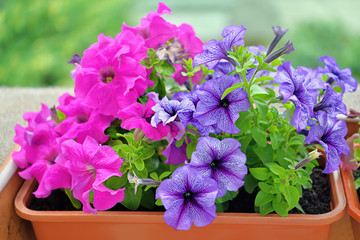 Pink and violet Petunia Petunioideae flowers macro closeup as a background. Selective focus. Image full of colourful petunia (Petunia hybrida) in the pot