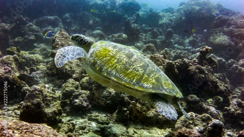 Plakat Hawksbill żółw morski na Oceanie Indyjskim - Malediwy.