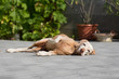 © santiago silver - senior dog resting in garden