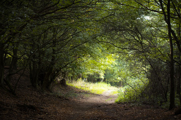 Canvas Print - magic tunnel in forest