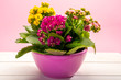 Medical houseplant kalanchoe with colorful flowers close up on trendy pink background copy space