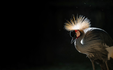 Wall Mural - grey crowned crane in dark background