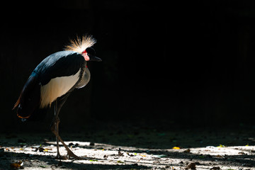 Wall Mural - grey crowned crane in dark background