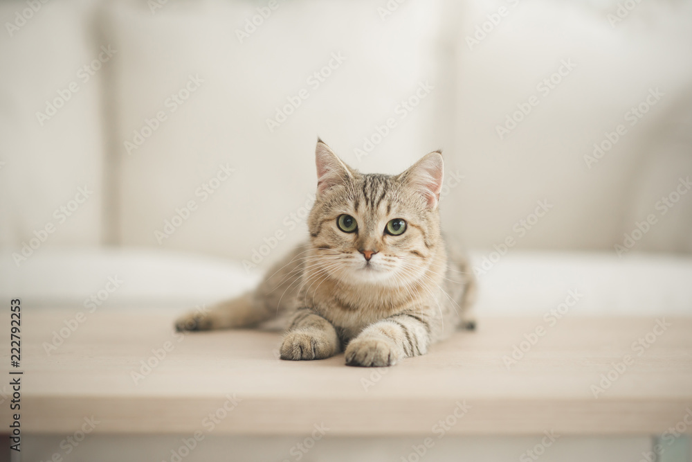 Cute cat lying on wooden table in living room - obrazy, fototapety, plakaty 