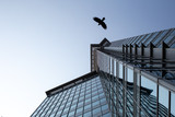 Crow flying in the cityscape