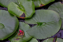 Water Lily Pad Leaves In Pond