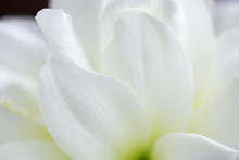 Close Up Of White Amaryllis Flower Background