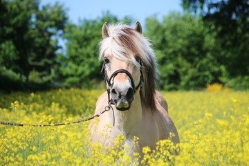 beautiful fjord horse head portrait in the rape seed field