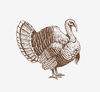 turkey hand drawn illustration in engraving or woodcut style. gobbler meat and eggs vintage produce 