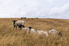 Sheep Grazing In The English Landscape  At Maiden Castle Near Dorchester Dorset Great Britain In The Summer