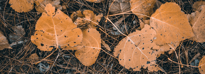 Fototapete - background of autumn colored leaves, panoramic banner