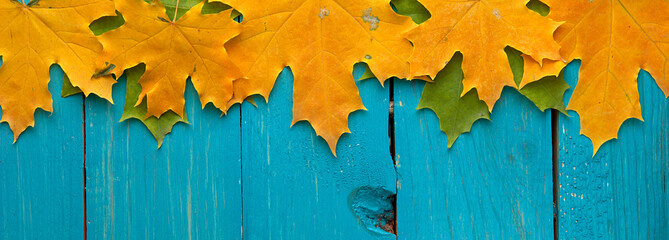 Fototapete - background of autumn colored leaves, panoramic banner