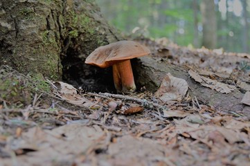 mushroom in forest