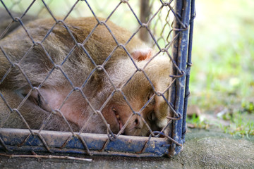 Unhappy unhealthy monkey in the steel cage