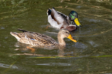 A pair of young mallard ducks with water dripping off beaks have just surfaced from searching for food on the bottom of a lake