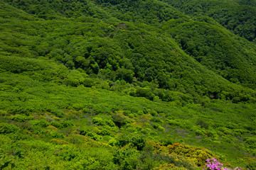 Japanese Mountain Tree Textures for 3D