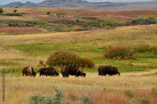 Cuadros en Lienzo Herd of buffalo grazing the prairie of North Dakota.