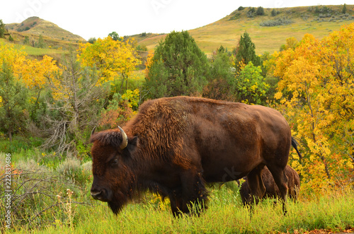 Plakat Zamyka up dziki bizonu wędrować i pasać prerię Północny Dakota.