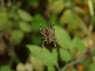 big Spider in the net