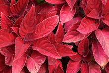 Red Plant Leaves Background