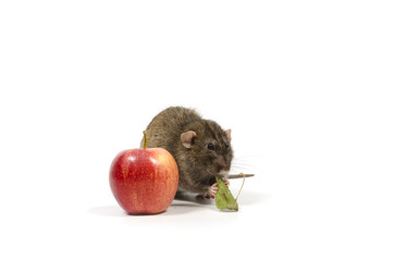 Sticker - Rat and a red apple.