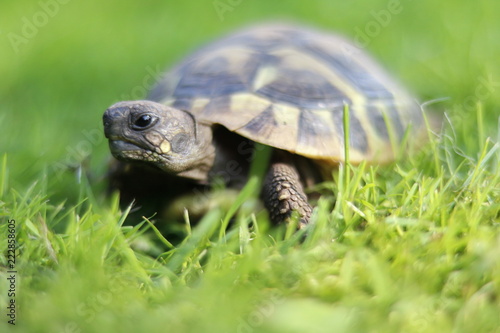Zdjęcie XXL żółw na łące