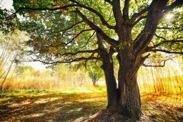 Wall Mural - oak tree in autumn forest.