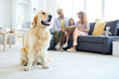 © pressmaster - Young purebred fluffy golden labrador sitting on the floor of living-room with young family reading on background