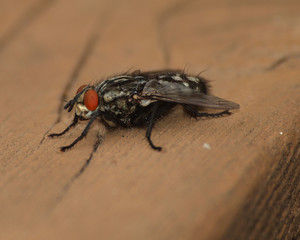 fly on a background