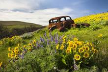 Old Car Resting In A Field Of Wildflowers