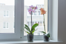 Beautiful Orchids On Windowsill