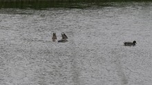 Mallard Ducks On Shimmering Water 4K