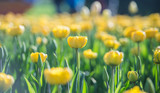 Fototapeta Tulipany - yellow tulips 
