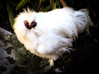 Poster - Big White Hairy Chicken