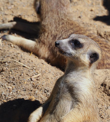 Poster - Alert Meerkat Standing