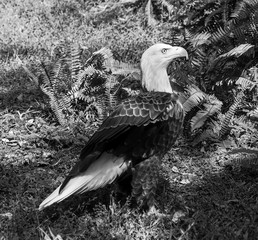 Canvas Print - Eagle on ground hunting prey