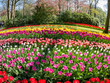 © Kit Leong - Super colorful tulips blossom in the famous Keukenhof