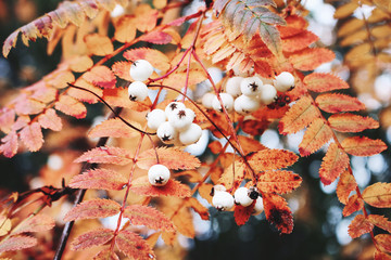 Wall Mural - Closeup of autumn red colored leaves and white berries of Chinese rowan tree, Sorbus koehneana in nature. Selective focus.