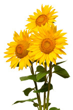 Three Sunflowers Isolated On White Background. Flower Bouquet. The Seeds And Oil. Flat Lay, Top View