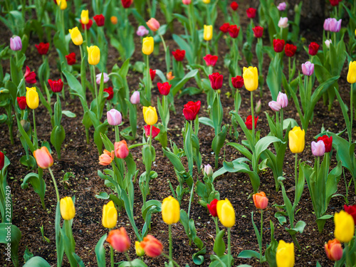 Beautiful Photograph Looking Down At Numerous Multi Colored Tulip
