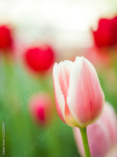 Photo Beautiful close-up flower macro photo of pink and red tulips planted in a garden along the streets in downtown Chicago in spring with blurred bokeh background