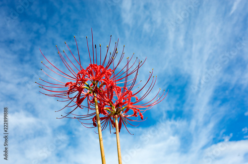青空を背景にした彼岸花の花 Buy This Stock Photo And Explore Similar Images At Adobe Stock Adobe Stock 青空を背景にした彼岸花の花 Buy This Stock Photo And Explore Similar Images At Adobe Stock Adobe Stock