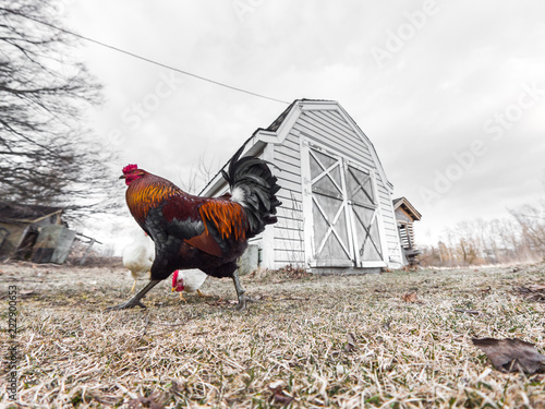 A Photograph Of A Colorful Male Rooster Walking In Front Of A Small