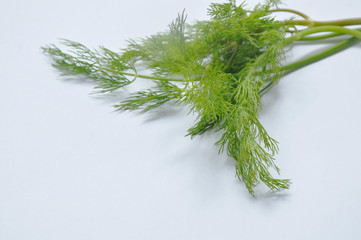 Wall Mural - fresh dill or parsley tropical herb on white background