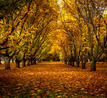 Autumn In Chestnut Tree Grove 