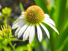 Gorgeous Macro Photograph Of A White Coneflower Wildflower In A Garden Near Versailles France With Coarse Bokeh Blurred Background