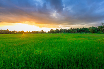 Green rice field on cloudy day at sunset time