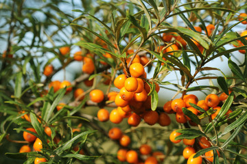 Wall Mural - Branch with berries of sea buckthorn and green leaves