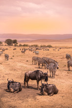Landscape Of Ngorongoro Crater -  Herd Of Zebra And Wildebeests (also Known As Gnus) Grazing On Grassland  -  Wild Animals At Sunset - Ngorongoro Conservation Area, Tanzania, Africa